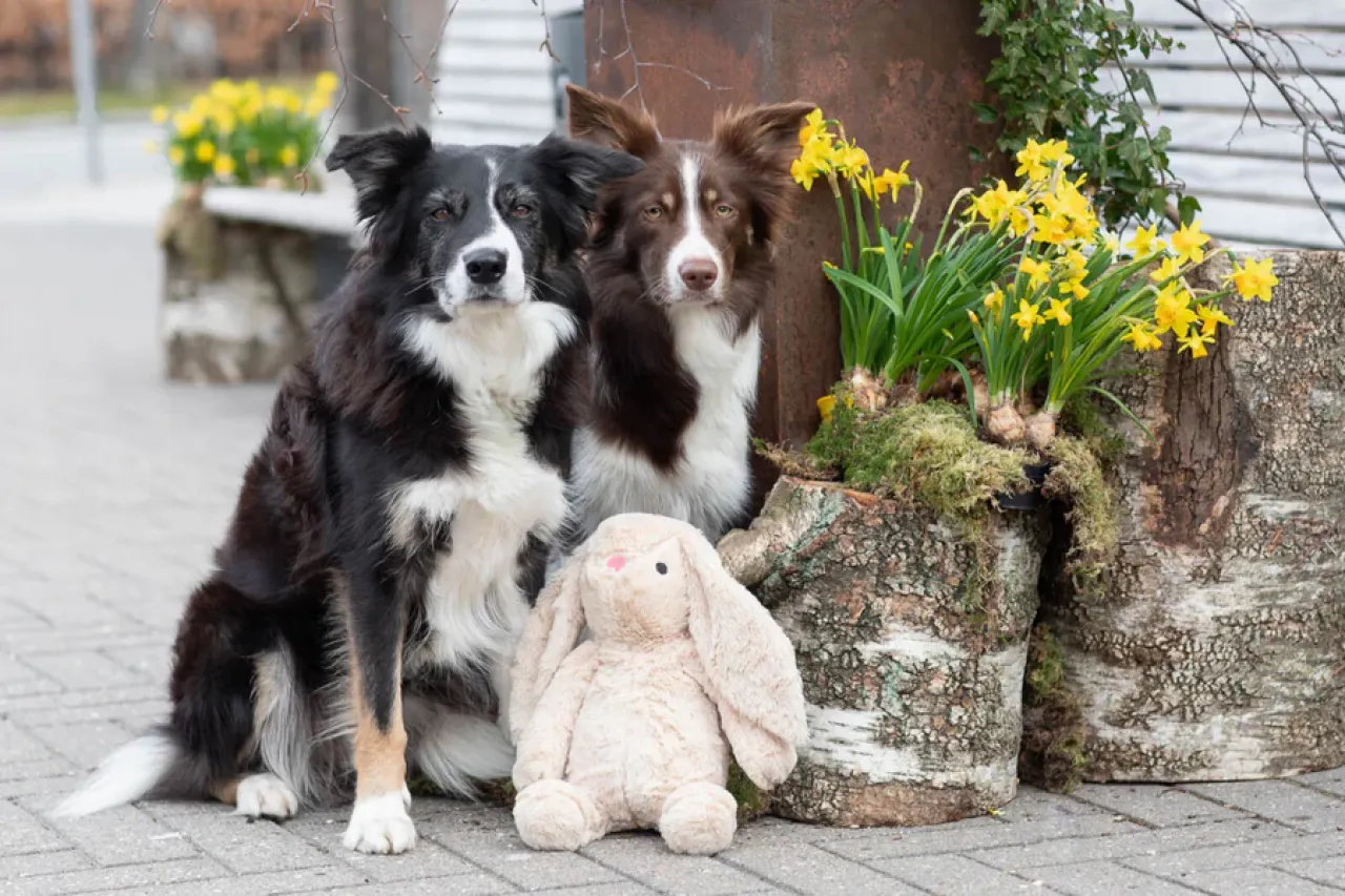 Hase Plüschtier für Hunde